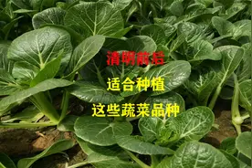 清明前后，最适合种植这些蔬菜，产量高品质好又好吃视频封面