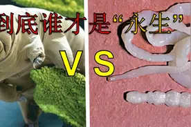 水熊虫和扁平虫，到底谁才是“不死之身”？视频封面
