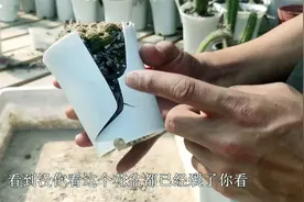 100买的小仙人球，2年时间挤破盆，夏季换盆掌握“技巧”才能不烂