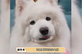 原来电梯还有宠物按钮视频封面