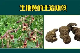 2021执业药师资格考试-中药学专业知识二-生地黄的主治功效视频封面