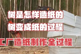 树是怎样造纸的，树变成纸的过程，工厂造纸制作全过程视频封面