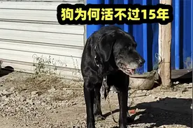 为什么大部分狗活不到15岁，大多数狗主人会犯的错误