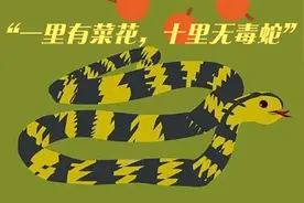 “一里有菜花，十里无毒蛇”，菜花蛇有多厉害，为何毒蛇都怕它？