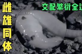 蚯蚓是雌雄同体？繁衍交配全过程视频封面