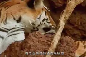 古代猛兽“彪”是什么？一口能吃一只老虎，现在国内还有3000多只视频封面