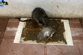 三种抓老鼠陷阱，捕鼠夹最简单暴力，瞬间让老鼠无处可逃视频封面