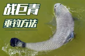 冬季钓滑口青鱼，您用什么饵垂钓？我用的浓香味颗粒窝料上大鱼视频封面
