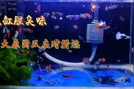 鱼缸腥臭咋回事？是水质恶化的报警信号，你若掌握这四点可以避免视频封面