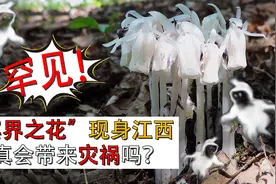 江西出现罕见“冥界之花”，已不是第一次出现，这预示着什么？视频封面