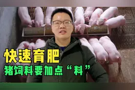 育肥猪长得快，出栏早，猪饲料里可以加这些料，育肥赢在起跑线上视频封面