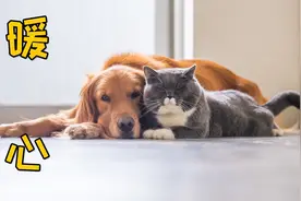猫狗同养，真的很暖心！
