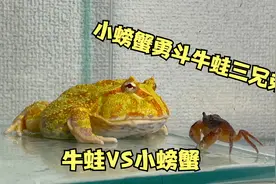 小螃蟹大战牛蛙三兄弟，面对大钳子，愤怒的牛蛙居然放弃了视频封面