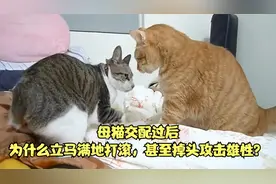 母猫交配过后，为什么立马满地打滚，甚至掉头攻击雄性？