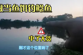 泥鳅当鱼饵钓鲶鱼，傍晚准备下20把鱼竿，刚下鱼杆就中了一条大货视频封面