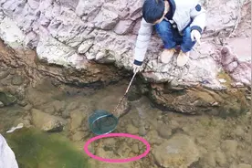 农村小伙在河里发现好多野货，一网下去，没料竟捞到几十条铁线虫