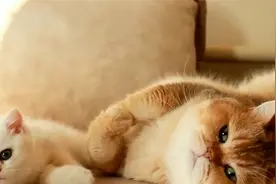 独苗苗小奶猫被猫妈妈狂虐，这场景猫爸都秒怂了：我都惹不起啊！视频封面