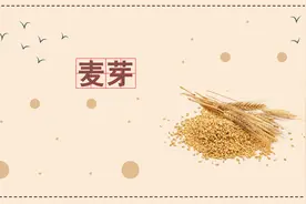 麦芽的主要功效和作用是什么？专业中医科普。