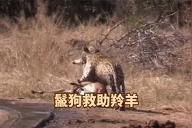 花豹水中捕猎羚羊，主任鬣狗突然杀出并且救助了羚羊！视频封面