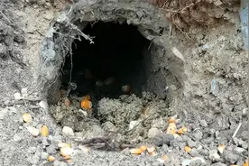 老鼠粮仓现场被挖，洞里堆满大量玉米，难怪饥荒年挖老鼠洞视频封面