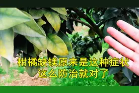 柑橘缺镁原来是这种症状，防治措施这么干就对了，果农收藏了