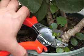 养了三年的长寿花老桩，经常要这样剪