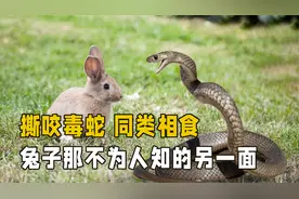 兔子和毒蛇一较高下，还会吃掉自己的孩子，兔子的另一面有多野视频封面