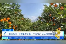 湖北秭归：脐橙集中采摘，“小火车”无人机助力运输视频封面