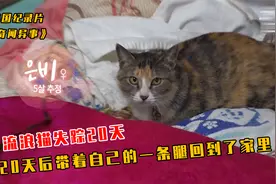 流浪猫失踪20天，20天后带着自己的一条腿回到了家里视频封面