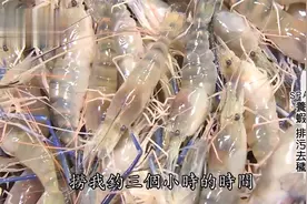 南方海岛育养 罗氏虾, 无药优质渔业养殖视频封面