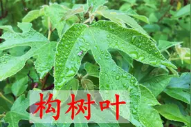 农村常见的构桃，生活中有3个用途，你的家乡有吗？
