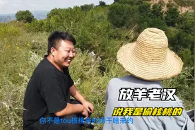 深山老林偶遇放羊老汉，说我是偷核桃的，一段秦腔唱的羊跑了视频封面