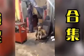 爆笑合集：当狗子被弹射座椅弹飞时！给我整笑了哈哈哈1视频封面