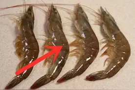 才知道，虾的这4个地方不能吃，藏大量寄生虫，多亏卖虾老板提醒