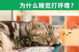 猫为什么睡觉会打呼噜，猫咪打呼噜是什么原因？