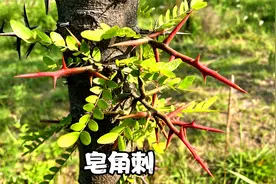 皂角刺又叫“天丁”价值高，分享2种常用做法，对身体有益处视频封面