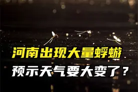 河南又成暴雨中心？当地出现大量蜉蝣，预示着什么？视频封面