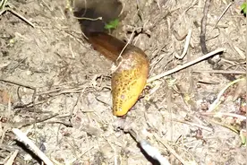 小伙钓黄鳝不用钩，铁丝打圈穿上蚯蚓引黄鳝出洞，抓了一条又一条视频封面