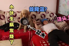 小伙发烧了，金毛却直接给他浇了一脸水说能降温，可把小伙气坏了