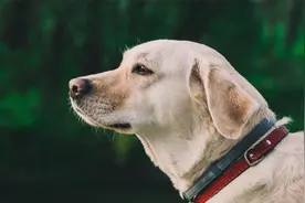 小猫历险记，一路危险重重，结局却携带妻儿回家