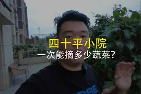40平的一楼小院能收获多少蔬菜？一看真的吓一跳，又省不少买菜钱视频封面