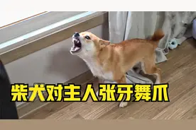 柴犬对主人狂叫不止，摆出攻击姿态，最后被一招解决视频封面