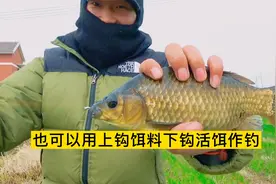 晚春钓鲫鱼，一定收藏这一套“神级钓法”，越钓越多，越钓越大！视频封面