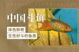 中国斗鱼——体色鲜艳，生性好斗的鱼类