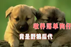 四川庄稼人收养落单狗仔，专家鉴定：收养的小狗竟是野狼后代？视频封面