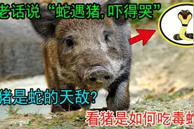 老话说“蛇遇猪，吓得哭”，猪是蛇的天敌？看猪是如何吃毒蛇的视频封面