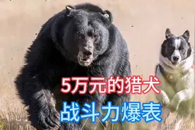 2只猎犬战斗力爆表，围攻300公斤的黑熊被暴揍，仍然死磕到底视频封面