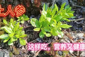 贵州深山里的土人参，营养丰富，功能强大，煲汤泡酒都不错！视频封面