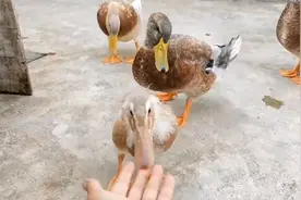 小鸭子长大了，眼看就要养成了黑黑的童养媳，黑黑天天带着它偷菜