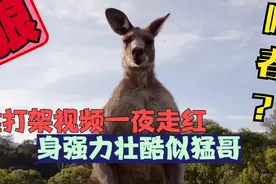 袋鼠打架有多猛？堪比拳王争霸赛，拳击锁喉无影脚 亮瞎你的眼视频封面